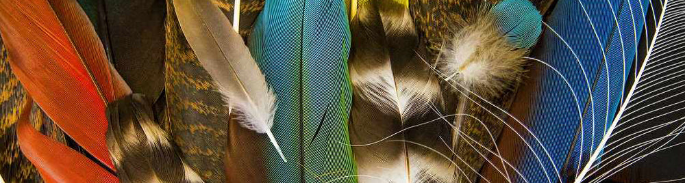 Feathers