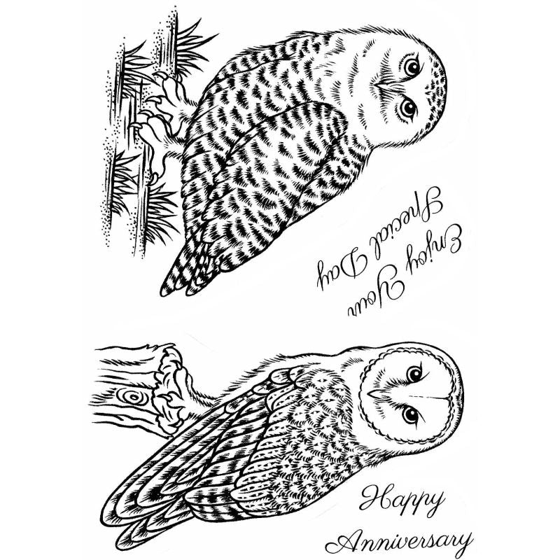 Photocentric Sue Dix Snowy Owl And Barn Owl