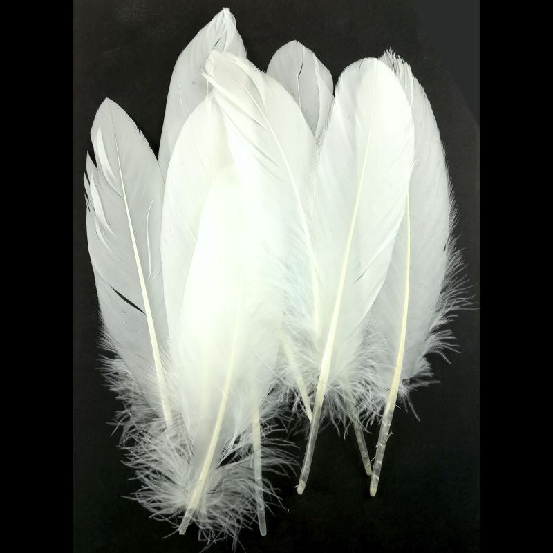 Sweet Dixie Pack Of 10 White Feathers