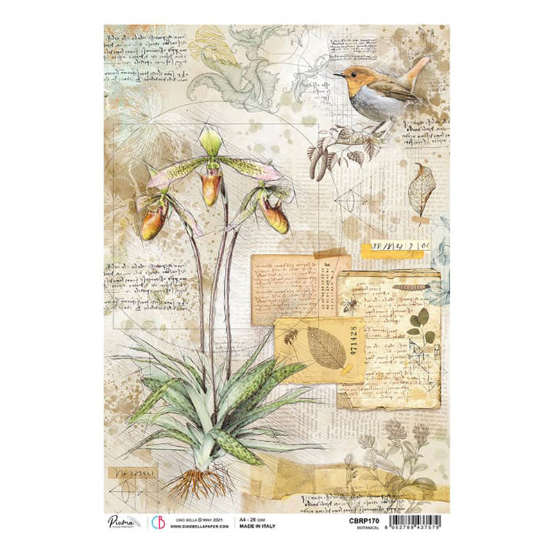 Botanical - Ciao Bella Piuma Rice Paper A4 - 5 Pack