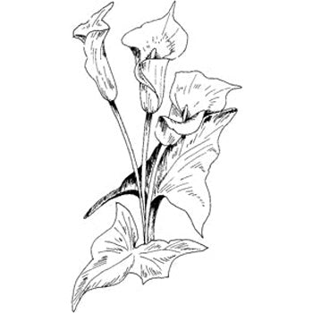 Js Calla Lilly
