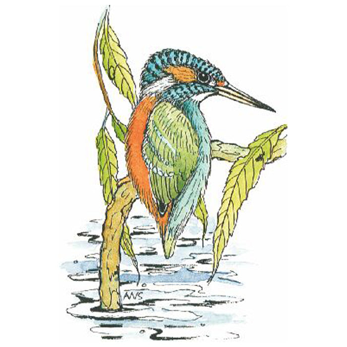 Aw Kingfisher